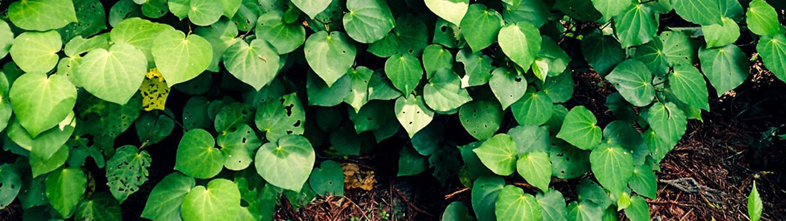 Kawakawa (Piper excelsum)