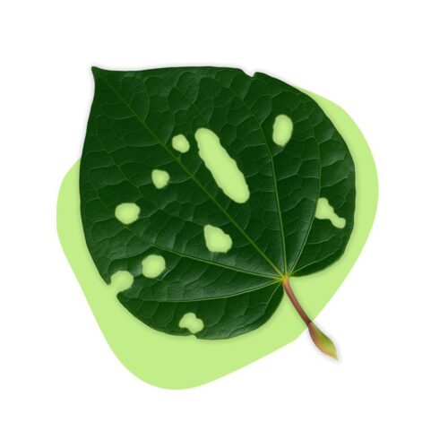 Vegan Kawakawa Products