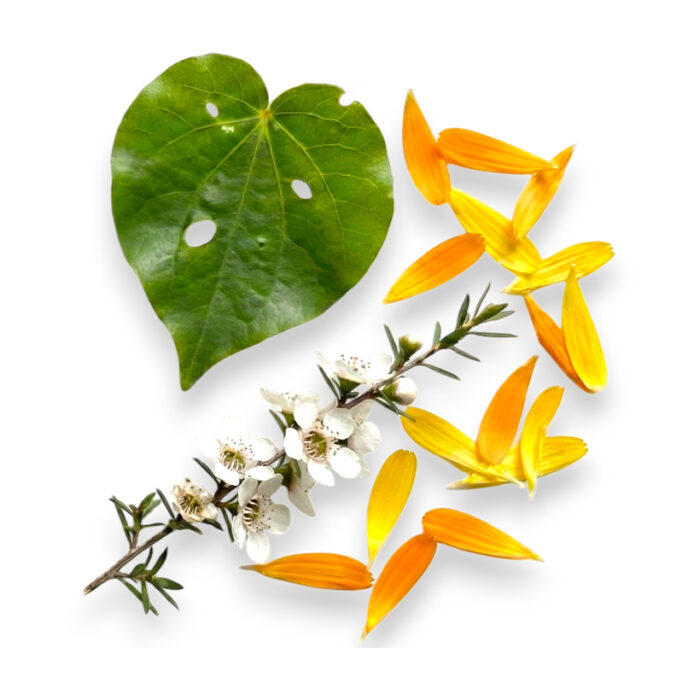 native-kawakawa-manuka-ingredients Eckco Barrier Balm fresh native Kawakawa leaf and Manuka flowers, highlighting its natural triple-infused ingredients.