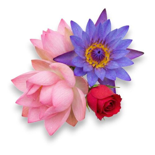 Blue Lotus, Pink Lotus, and Rose Damascena flowers on a white background, representing the rare floral absolutes in Eckco U.F.O. LUXE Ultimate Face Oil.